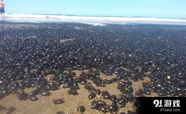 阿根廷海滩惊现大量黑色甲虫 密密麻麻把人吓
